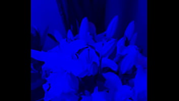 I have lilies in my room now#flowers