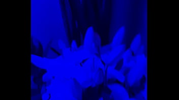 I have lilies in my room now#flowers