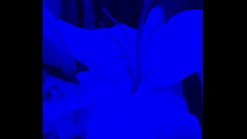 I have lilies in my room now#flowers