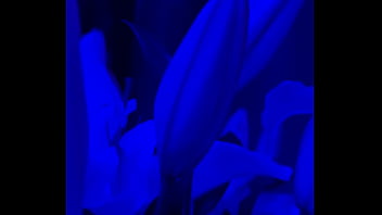 I have lilies in my room now#flowers