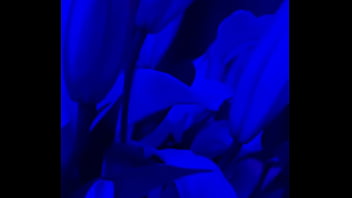 I have lilies in my room now#flowers