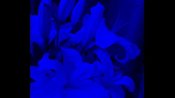 I have lilies in my room now#flowers