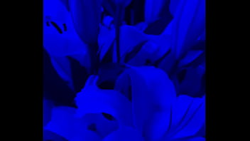 I have lilies in my room now#flowers