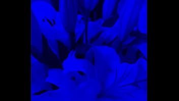 I have lilies in my room now#flowers