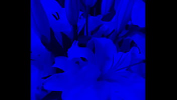 I Have Lilies In My Room Now#flowers thumbnail