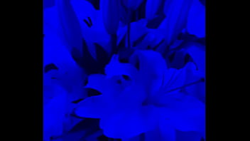 I have lilies in my room now#flowers