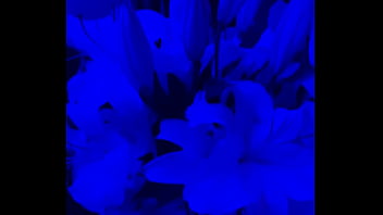 I have lilies in my room now#flowers