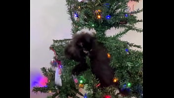 Merry christmas from the little terrorist