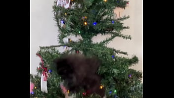 Merry christmas from the little terrorist