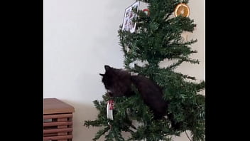 Merry christmas from the little terrorist