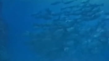 La vida podría ser un sueño