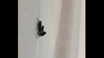 Conceição sentando na pika em pleno fim de semana