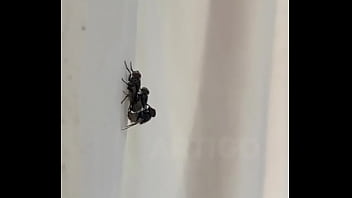 Conceição sentando na pika em pleno fim de semana