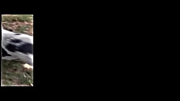 The muddy old funny creature and song