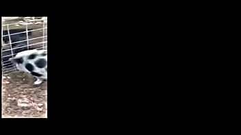 The muddy old funny creature and song