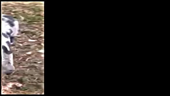 The muddy old funny creature and song