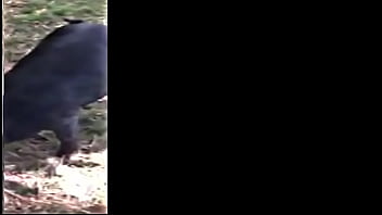 The muddy old funny creature and song