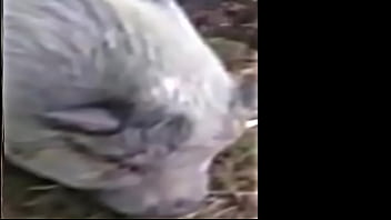 The muddy old funny creature and song