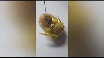 Fucking miss putatoe