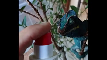 Nos 2 amours gaston le cameleon et josephine la lapine #animallove