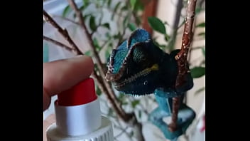 Nos 2 amours gaston le cameleon et josephine la lapine #animallove