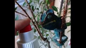 Nos 2 amours gaston le cameleon et josephine la lapine #animallove