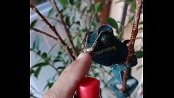 Nos 2 amours gaston le cameleon et josephine la lapine #animallove