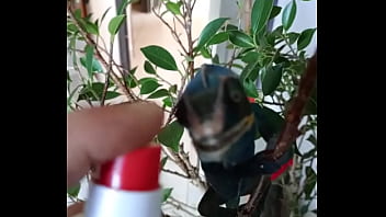 Nos 2 amours gaston le cameleon et josephine la lapine #animallove