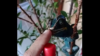 Nos 2 amours gaston le cameleon et josephine la lapine #animallove