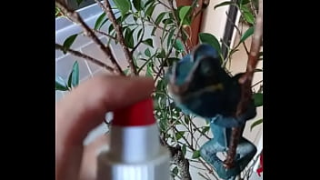 Nos 2 amours gaston le cameleon et josephine la lapine #animallove