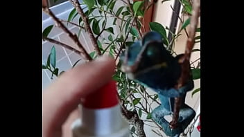 Nos 2 amours gaston le cameleon et josephine la lapine #animallove