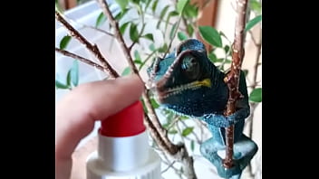 Nos 2 amours gaston le cameleon et josephine la lapine #animallove