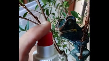 Nos 2 amours gaston le cameleon et josephine la lapine #animallove