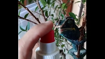 Nos 2 amours gaston le cameleon et josephine la lapine #animallove