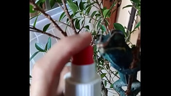 Nos 2 amours gaston le cameleon et josephine la lapine #animallove