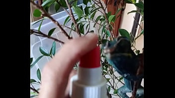 Nos 2 amours gaston le cameleon et josephine la lapine #animallove