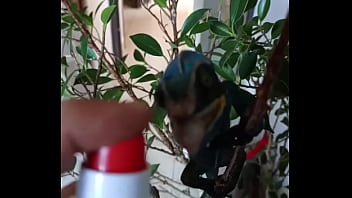 Nos 2 amours gaston le cameleon et josephine la lapine #animallove