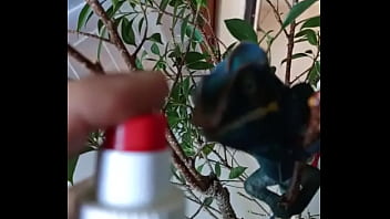 Nos 2 amours gaston le cameleon et josephine la lapine #animallove