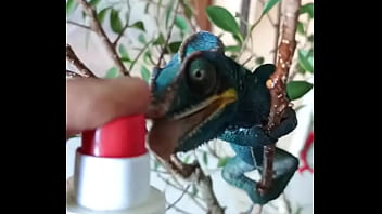 Nos 2 amours gaston le cameleon et josephine la lapine #animallove