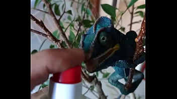 Nos 2 amours gaston le cameleon et josephine la lapine #animallove