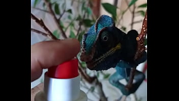 Nos 2 amours gaston le cameleon et josephine la lapine #animallove