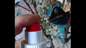 Nos 2 amours gaston le cameleon et josephine la lapine #animallove