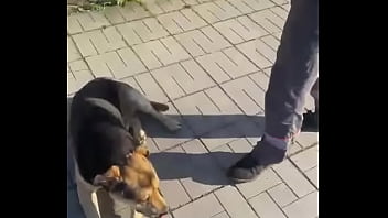 Видео для верификации