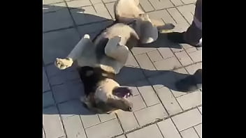 Видео для верификации