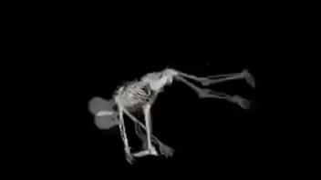 Esqueleto corno manso