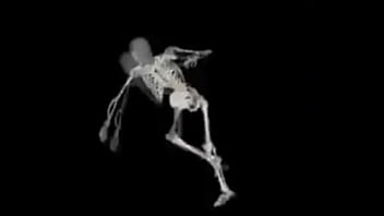 Esqueleto corno manso