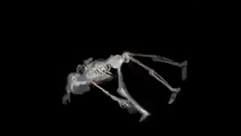 Esqueleto corno manso