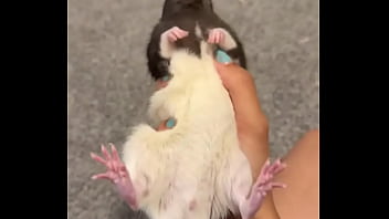 Colby this rat is so full of personality i love him so much he’s such a good rodent