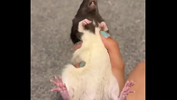 Colby this rat is so full of personality i love him so much he’s such a good rodent