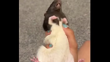 Colby this rat is so full of personality i love him so much he’s such a good rodent